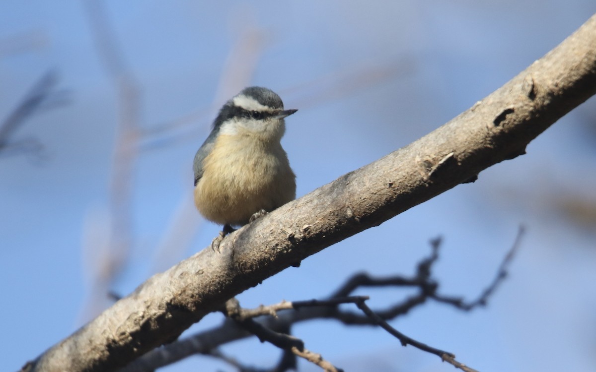 Red-breasted Nuthatch - ML646992635
