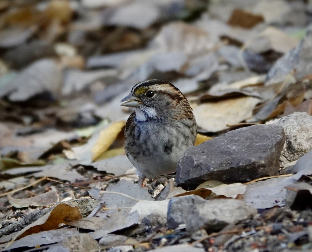 Bruant à gorge blanche - ML646992640