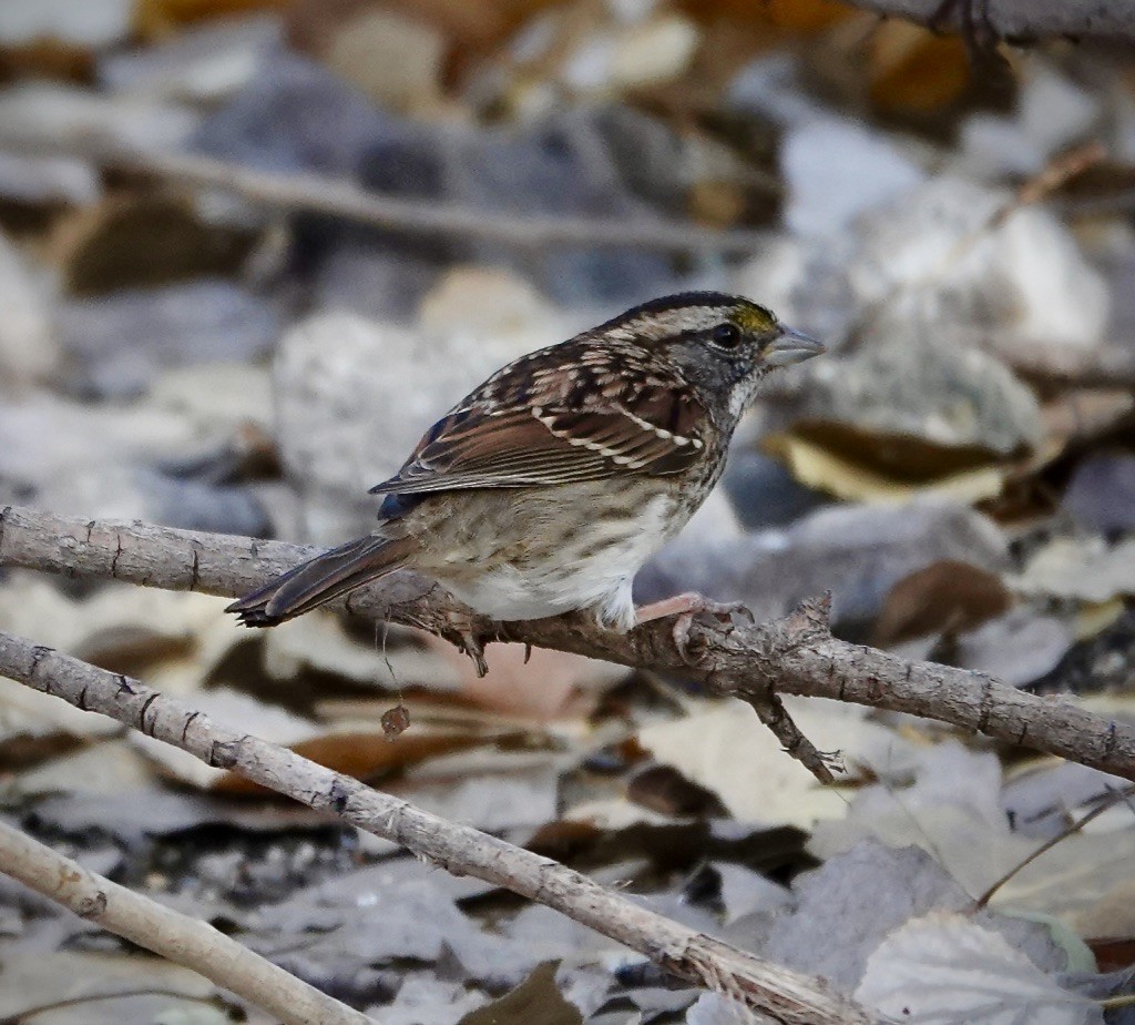 Bruant à gorge blanche - ML646992641