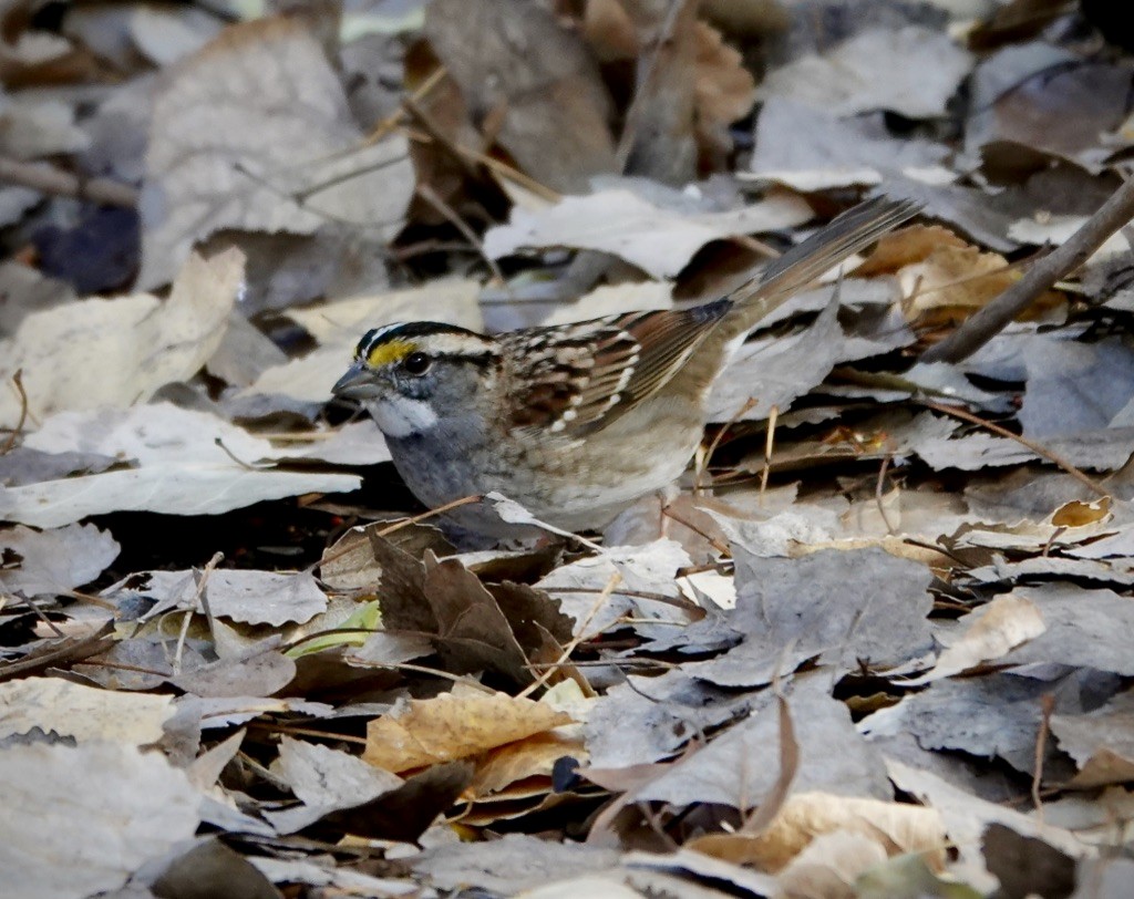 Bruant à gorge blanche - ML646992642