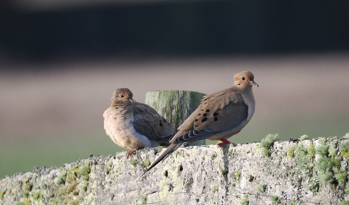 Mourning Dove - ML646992644