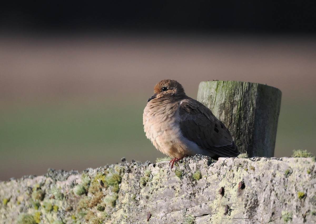 Mourning Dove - ML646992645