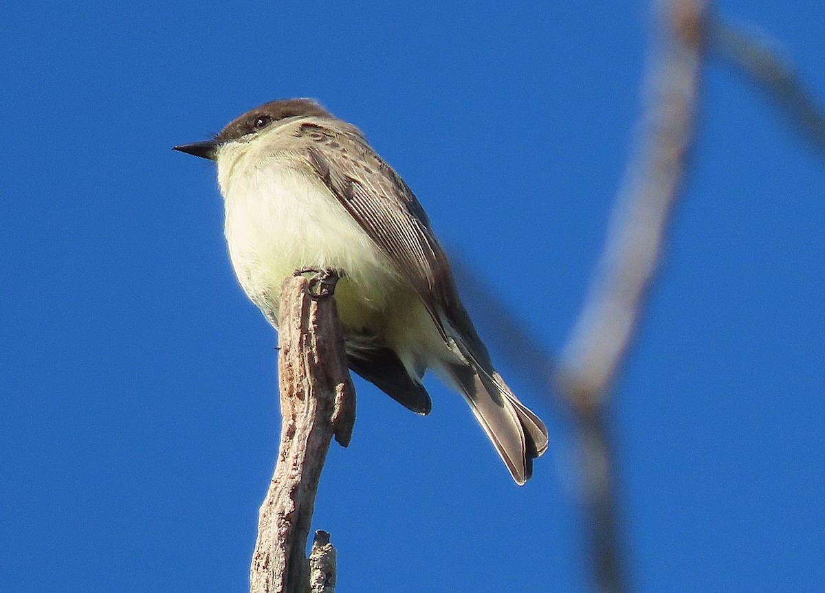 Mosquero Fibí - ML646992647