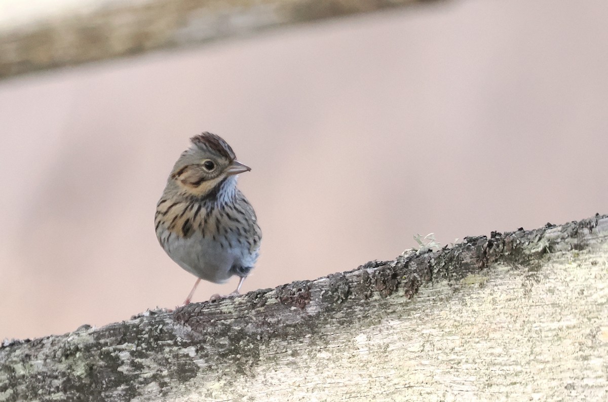 Lincoln's Sparrow - ML646992653