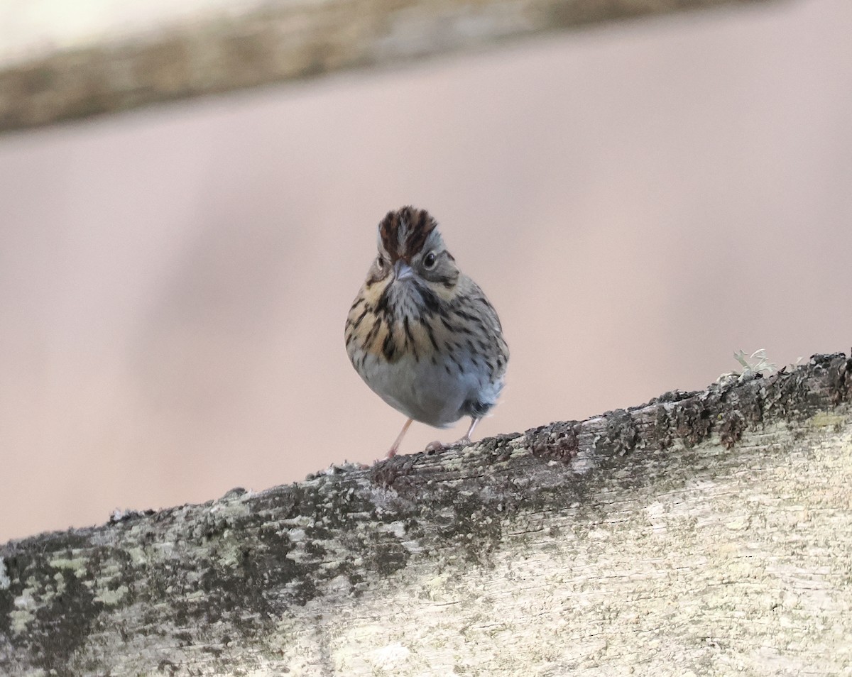 Lincoln's Sparrow - ML646992654