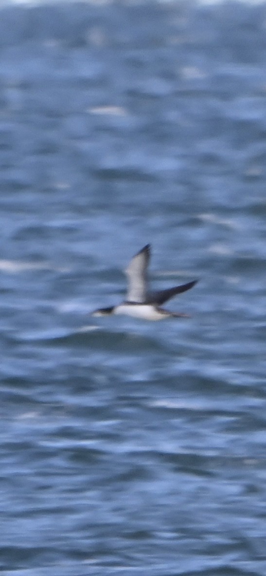 Seetaucher, unbestimmt - ML646992659