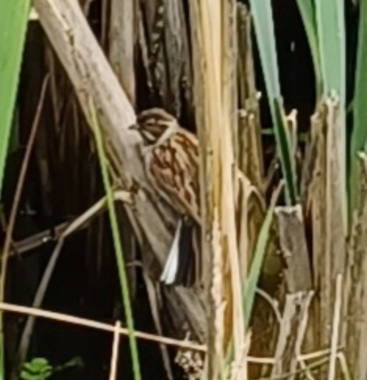 Reed Bunting - ML646992660