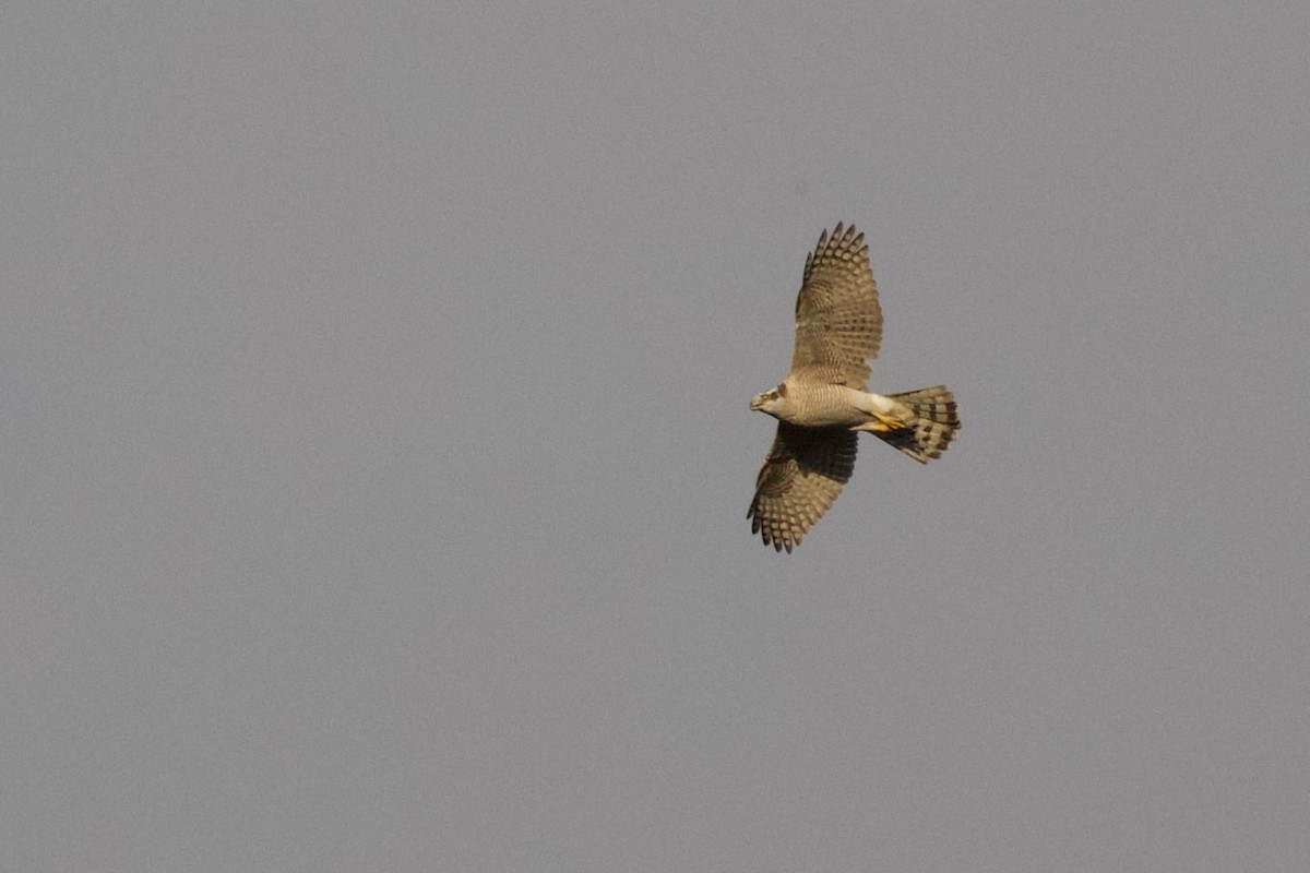 Azor Euroasiático - ML646992665