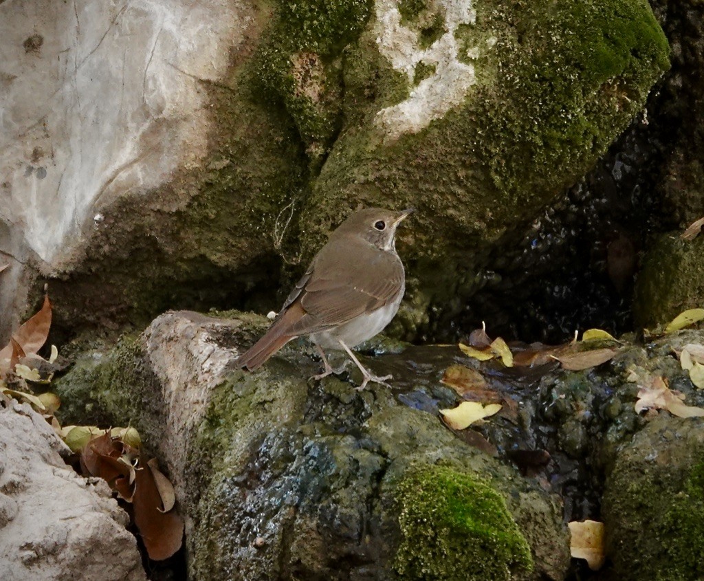 Grive solitaire (groupe guttatus) - ML646992670