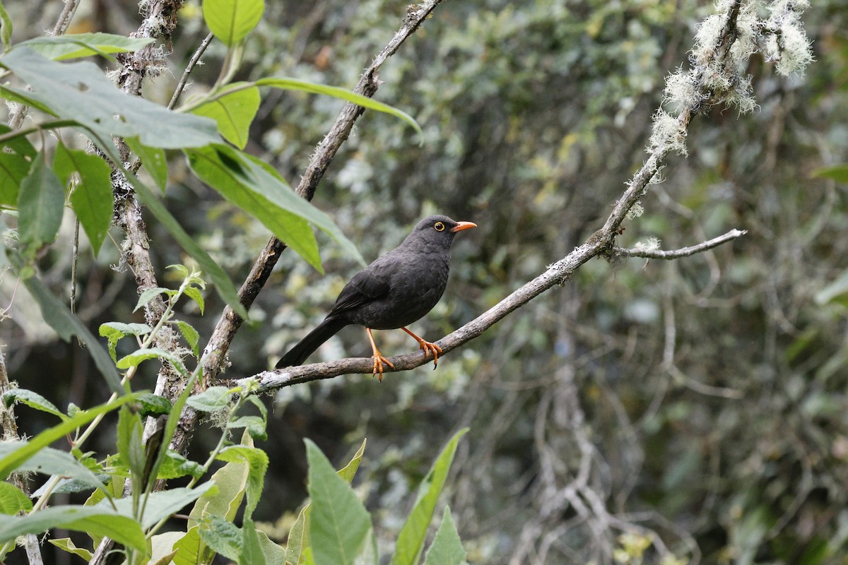 Great Thrush - ML646992671