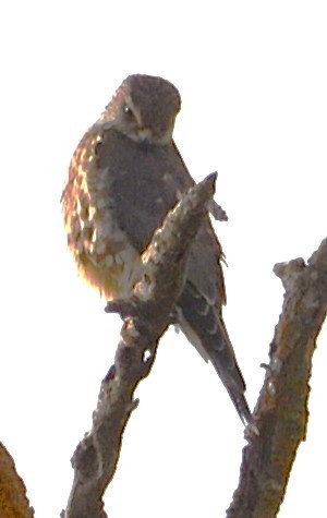 Merlin - ML646992672