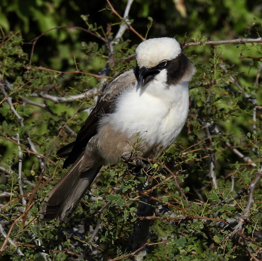 White-crowned Shrike - ML646992673