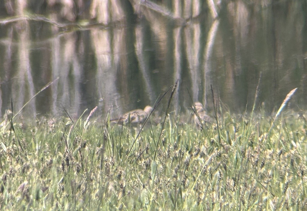 Buff-breasted Sandpiper - ML646992681