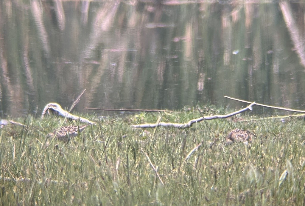 Buff-breasted Sandpiper - ML646992682