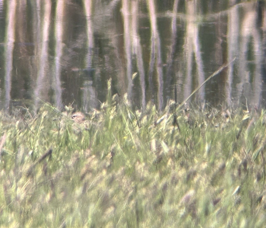Buff-breasted Sandpiper - ML646992683