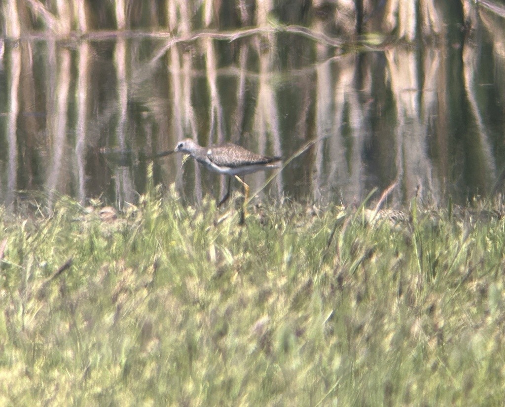 Buff-breasted Sandpiper - ML646992684