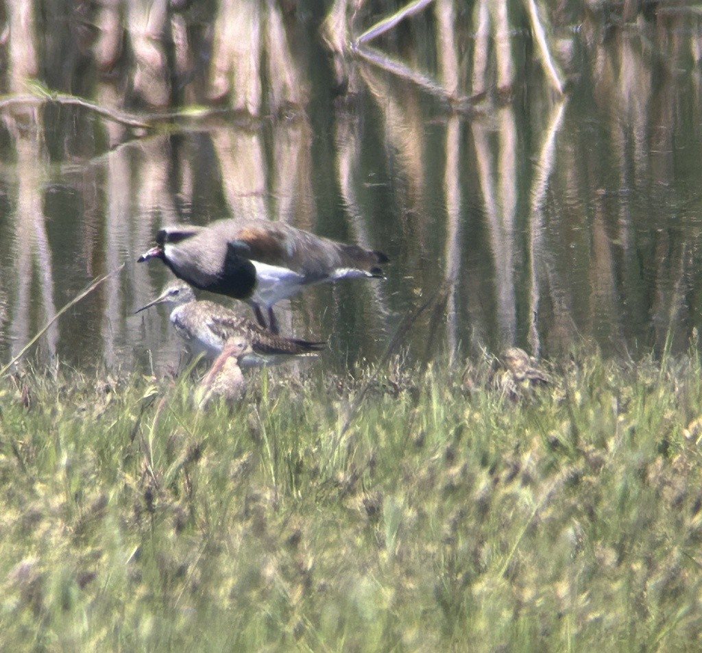 Buff-breasted Sandpiper - ML646992685