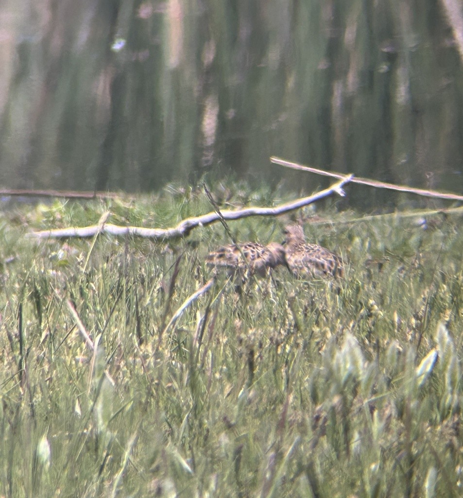 Buff-breasted Sandpiper - ML646992686