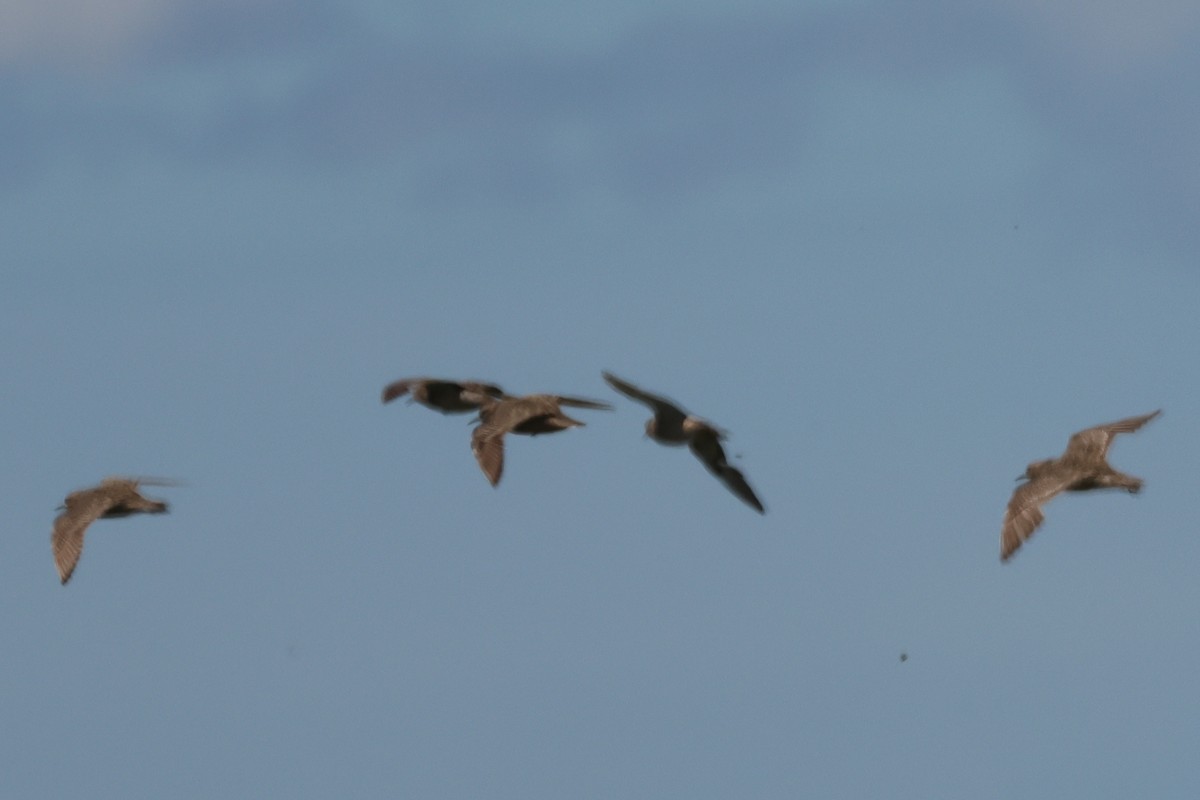 Buff-breasted Sandpiper - ML646992687