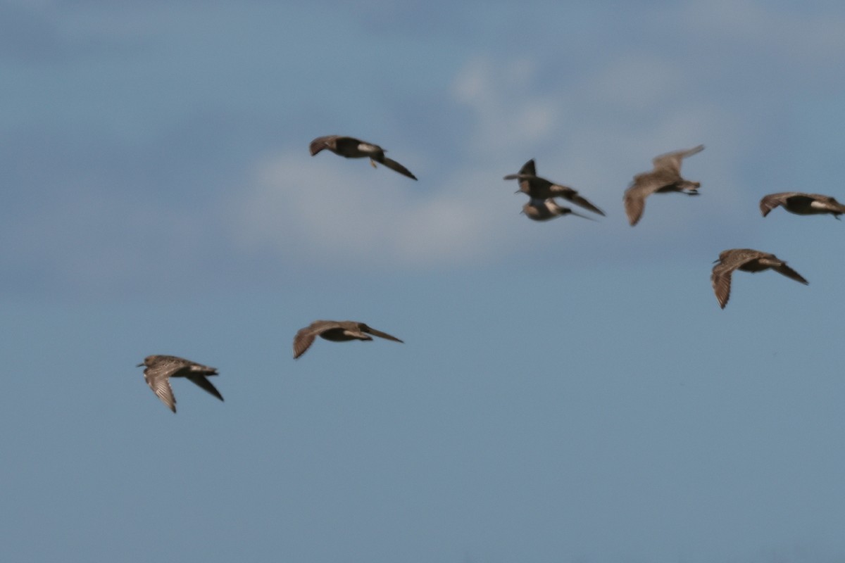 Buff-breasted Sandpiper - ML646992688