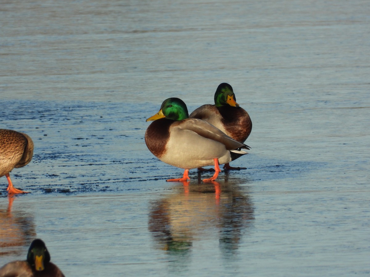 Canard colvert - ML646992689