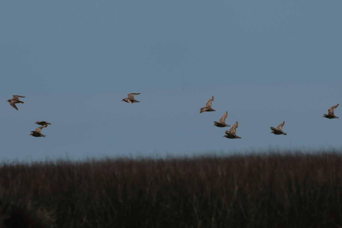 Желтозобик - ML646992690