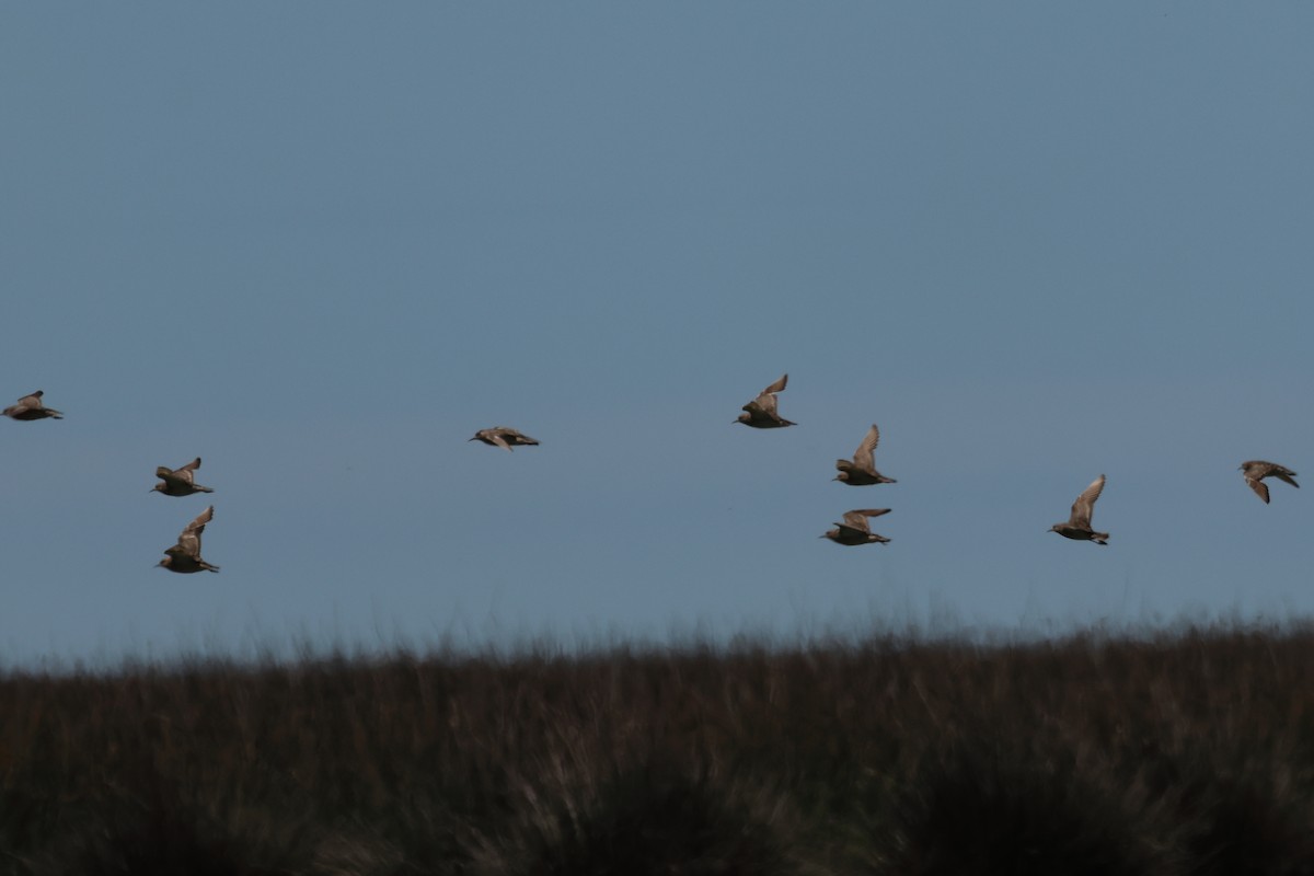 Желтозобик - ML646992691