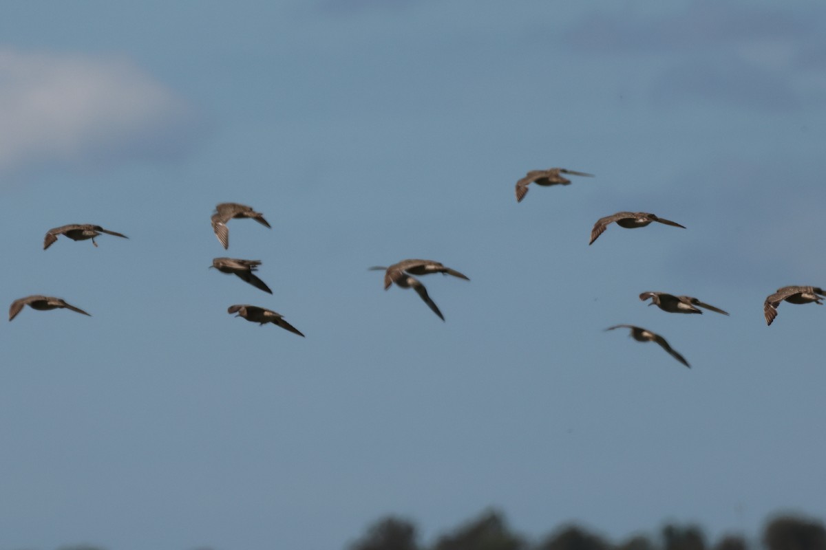 Желтозобик - ML646992692