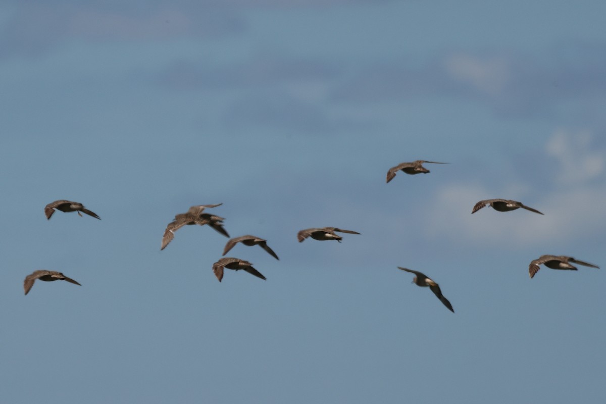 Желтозобик - ML646992693