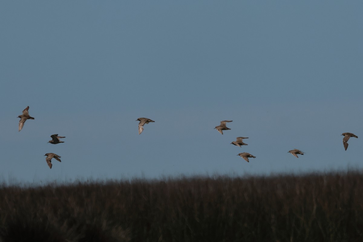 Желтозобик - ML646992694