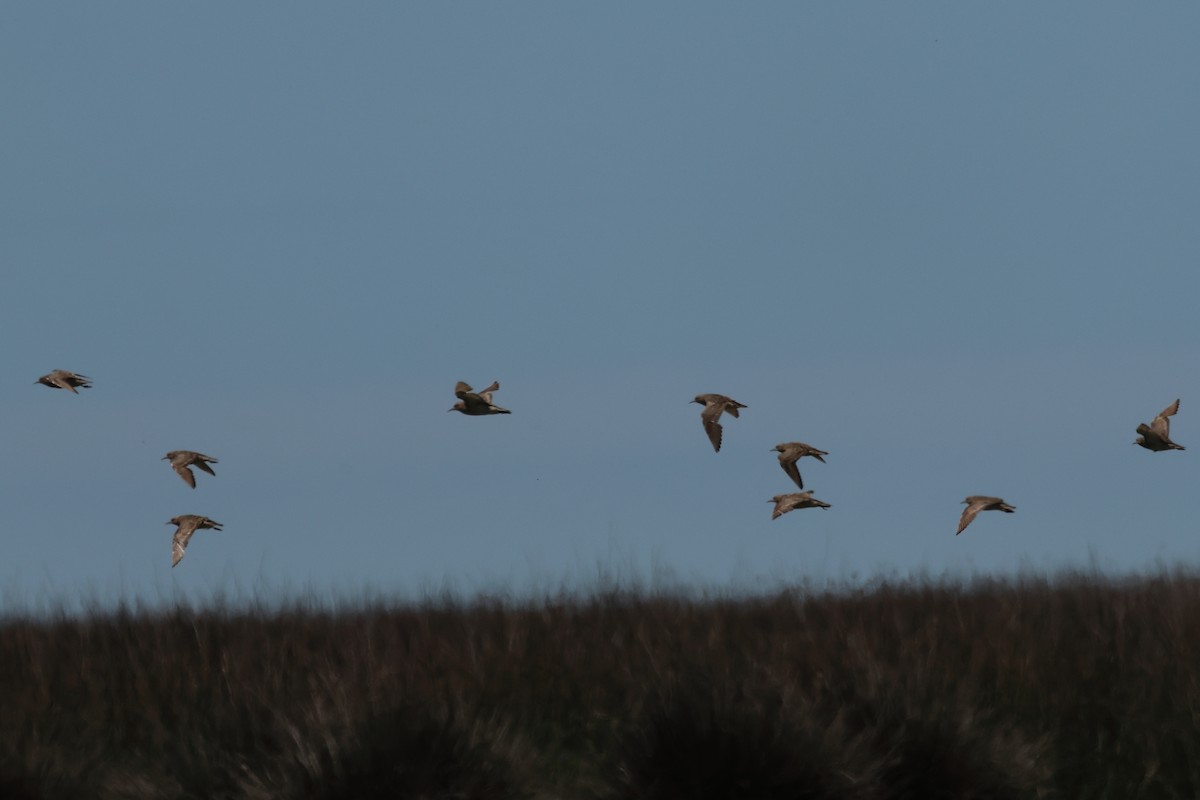 Желтозобик - ML646992695