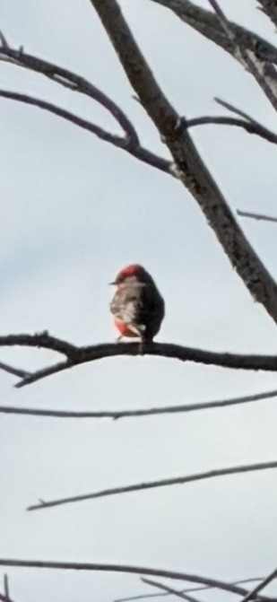 Красный мухолов - ML646992699