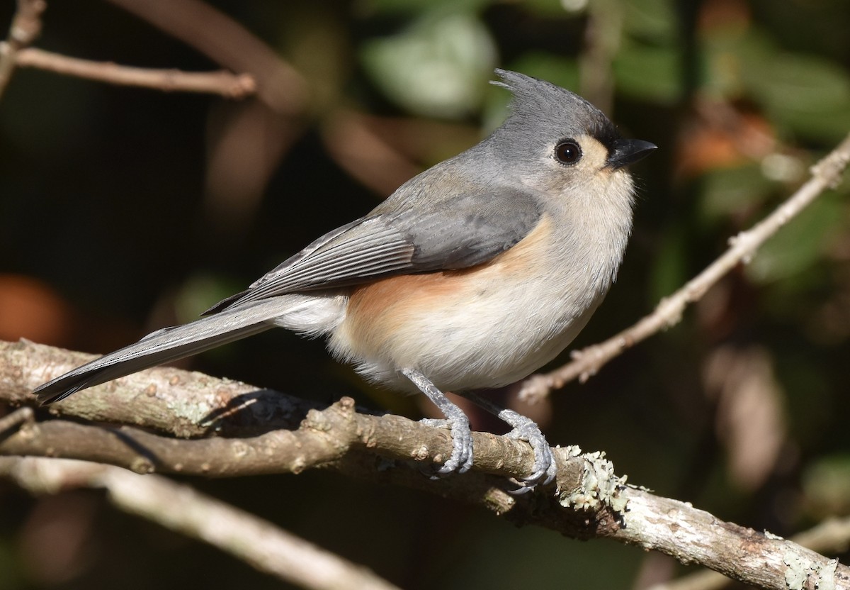 Tufted Titmouse - ML646992715