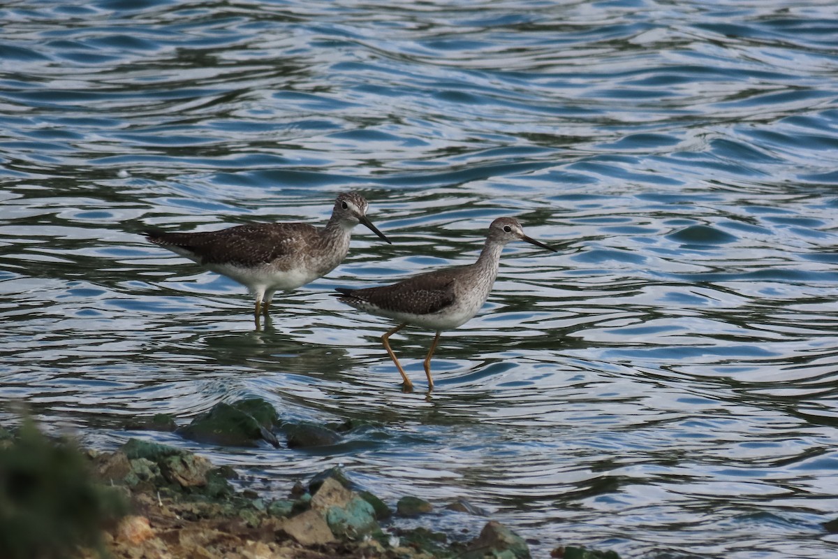 Lesser Yellowlegs - ML646992716