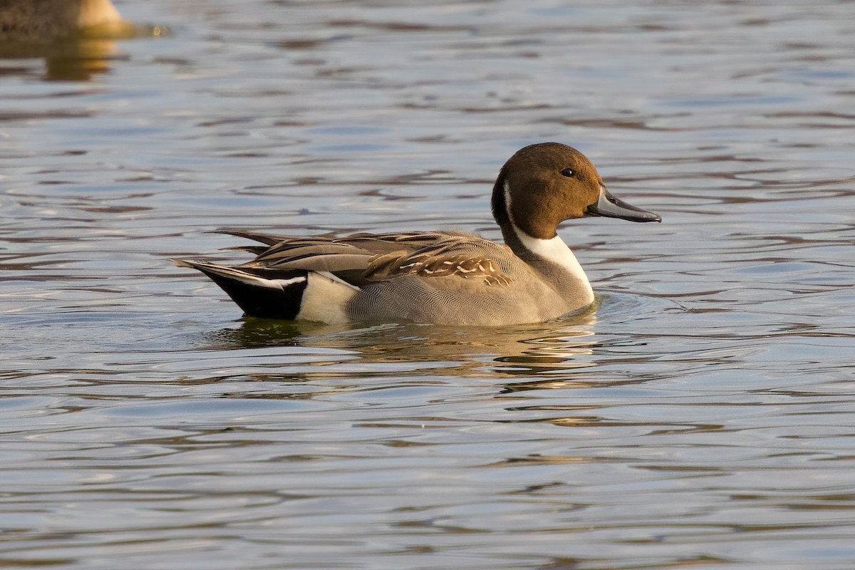 Northern Pintail - ML646992719