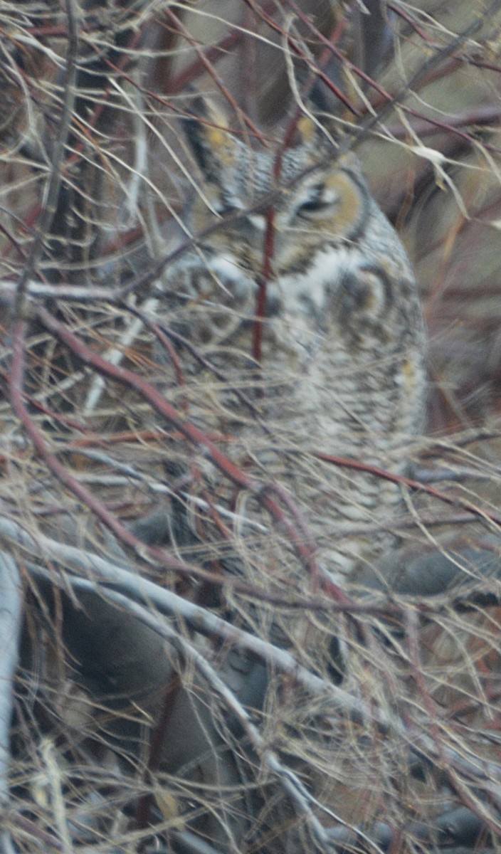 Great Horned Owl - ML646992721