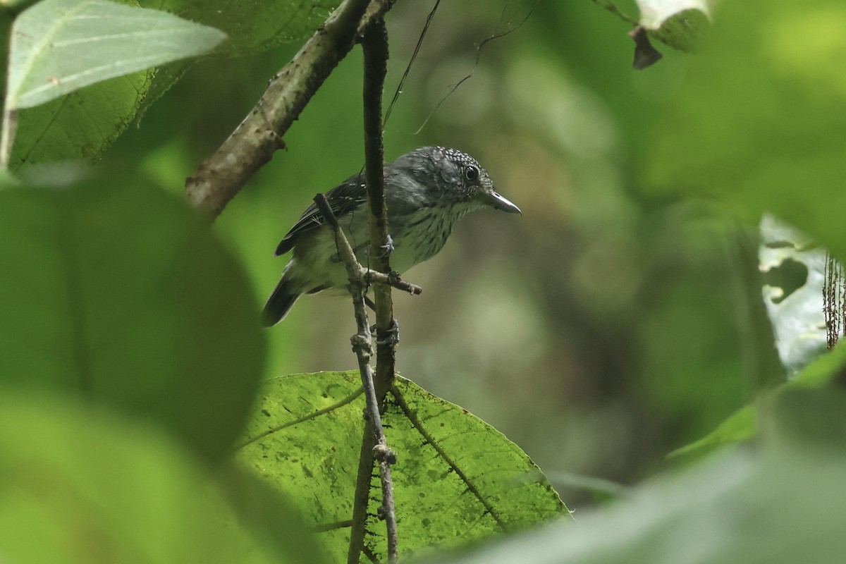 Spot-crowned Antvireo - ML646992722