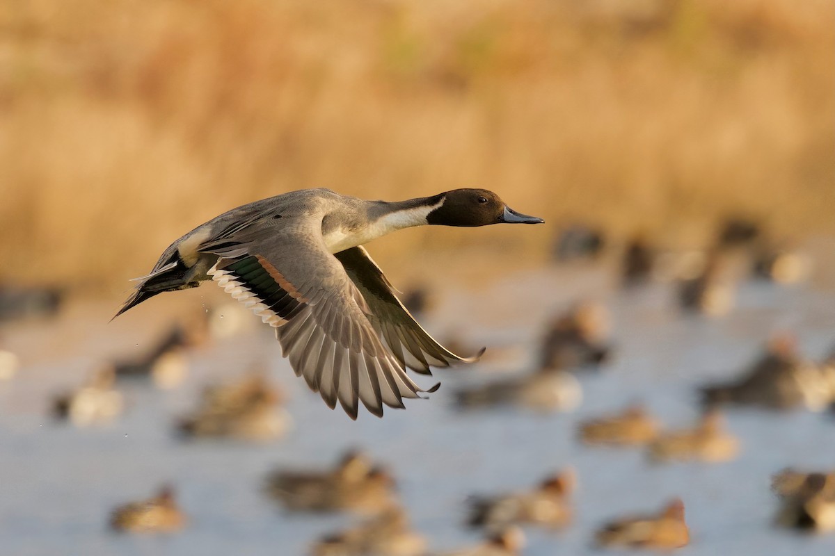 Northern Pintail - ML646992723