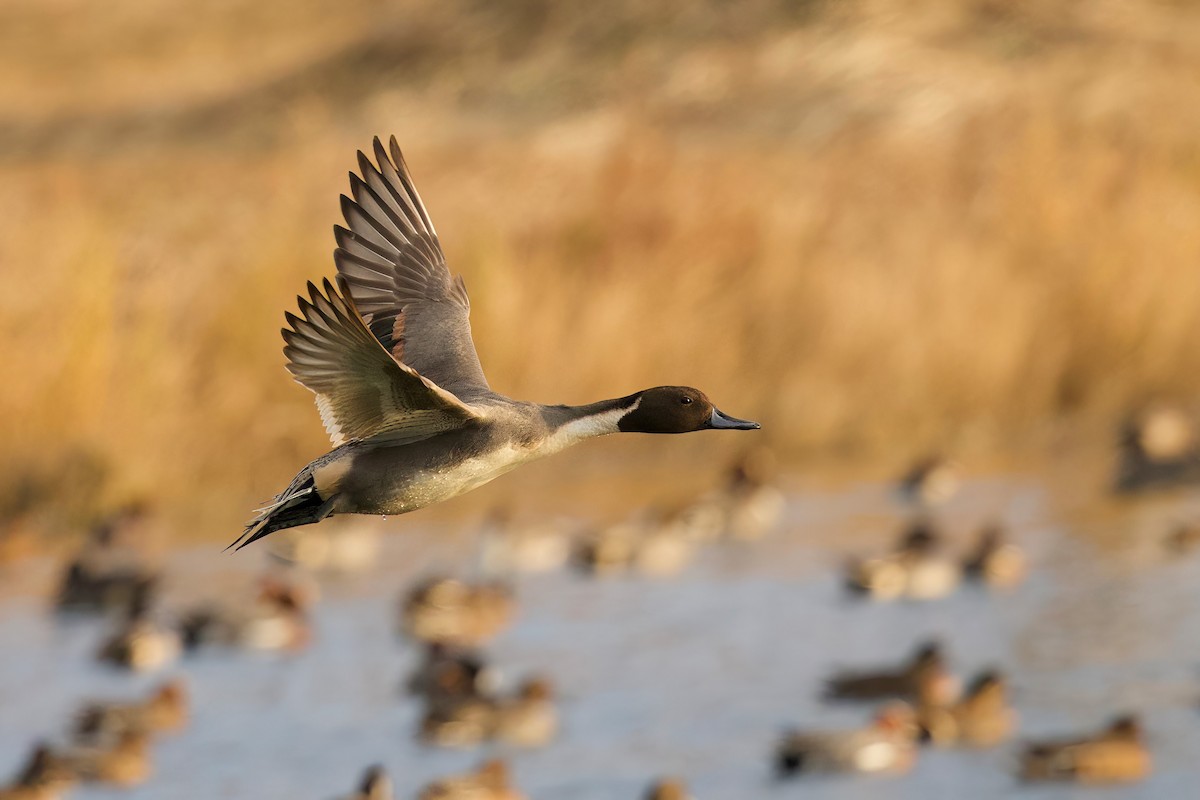 Northern Pintail - ML646992724