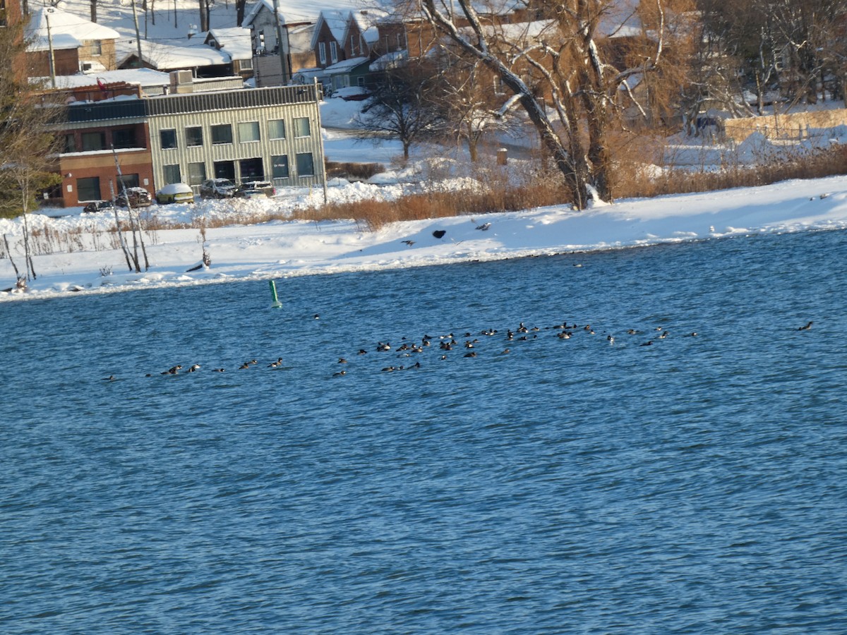 Greater Scaup - ML646992725