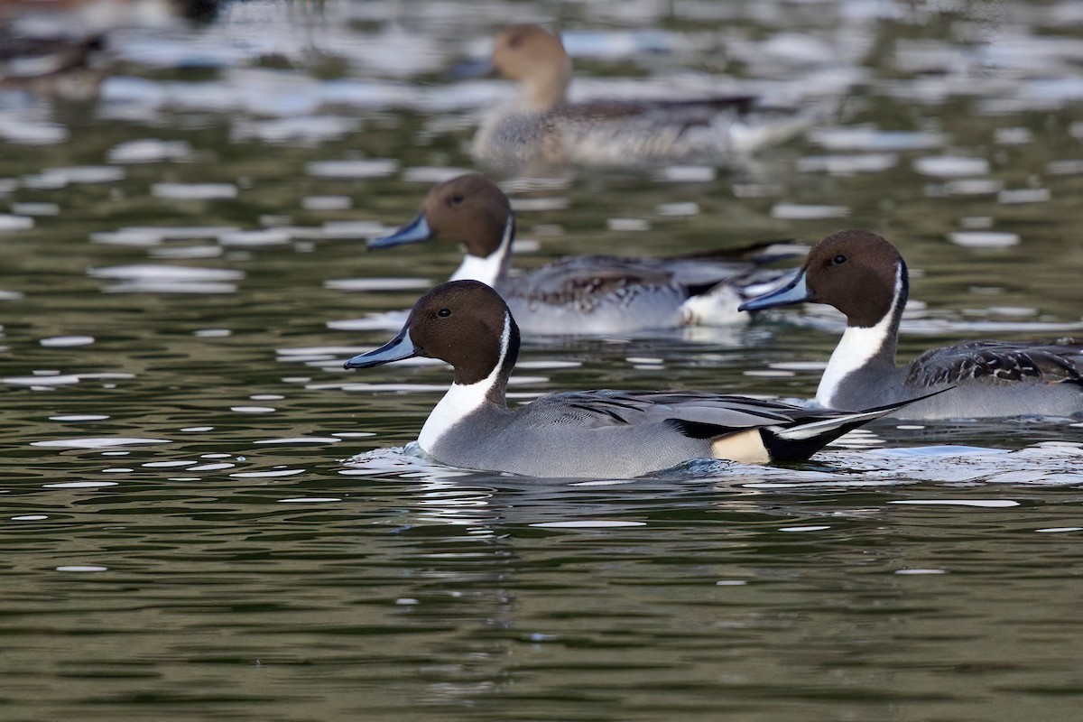 Northern Pintail - ML646992726