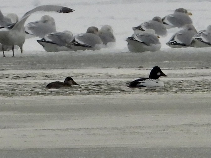 Ruddy Duck - ML646992728