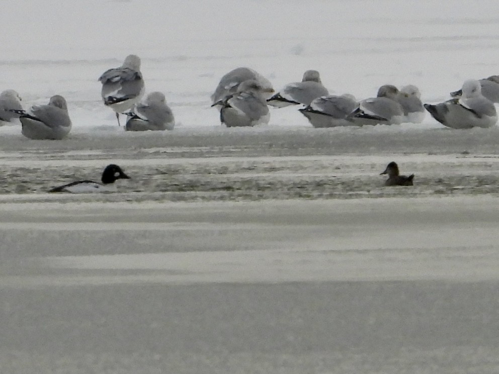 Ruddy Duck - ML646992729