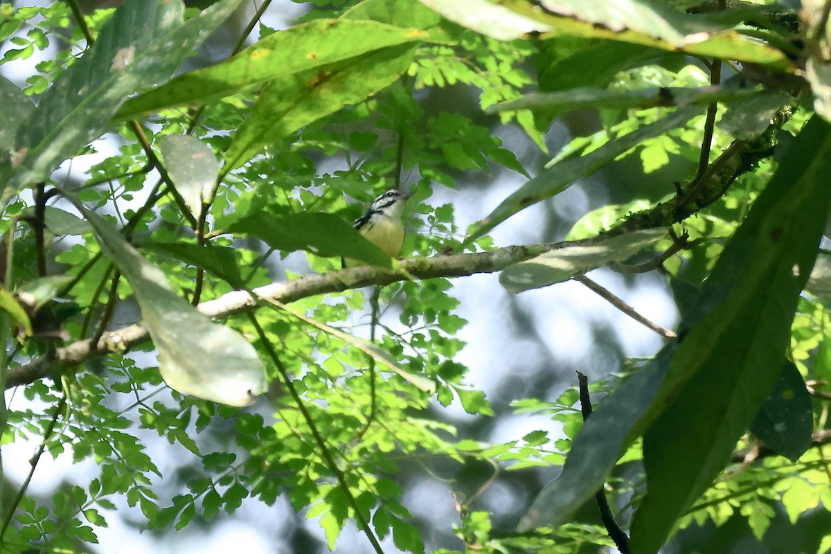 Moustached Antwren - ML646992731