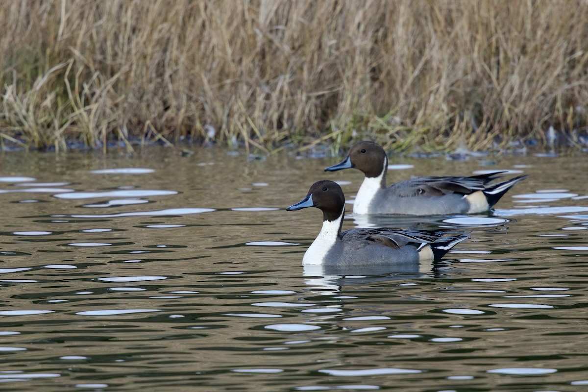 Northern Pintail - ML646992732
