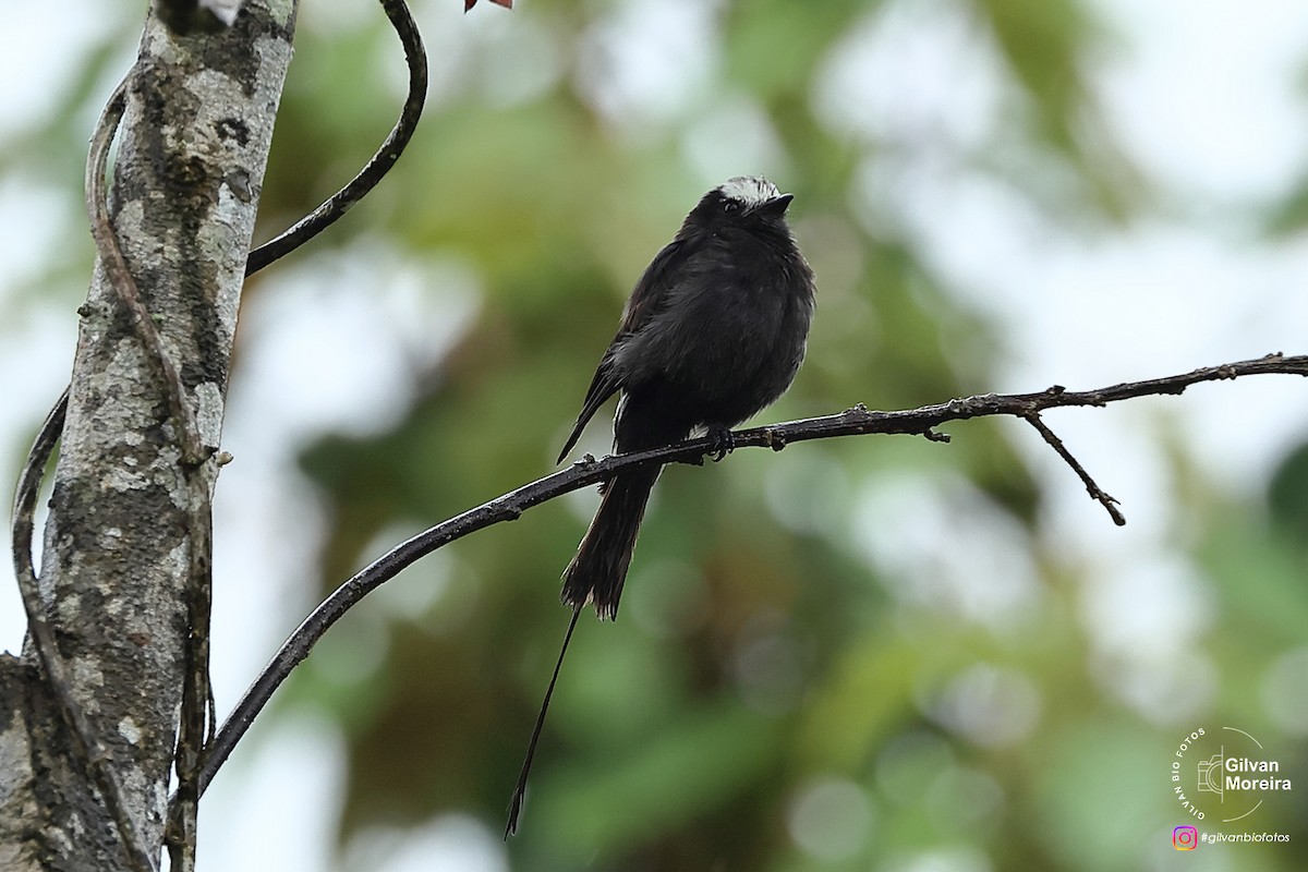 Long-tailed Tyrant - ML646992734