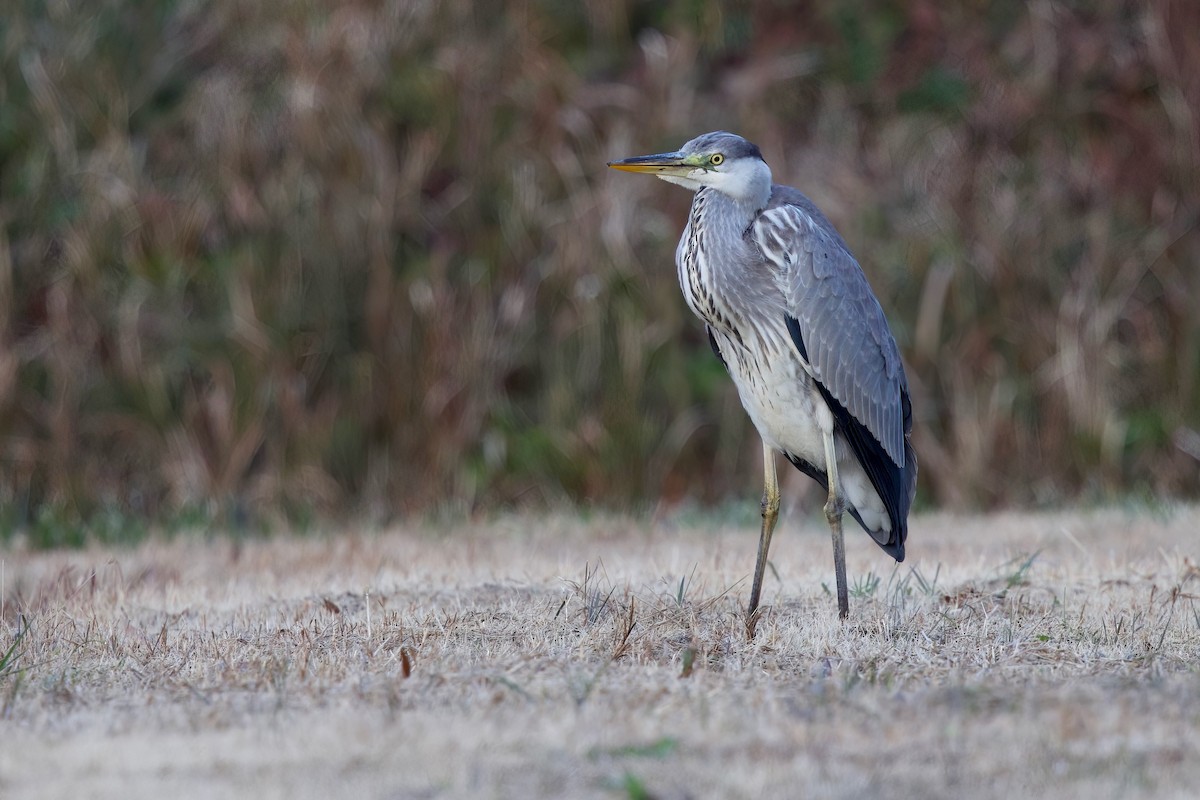 Gray Heron (Gray) - ML646992736