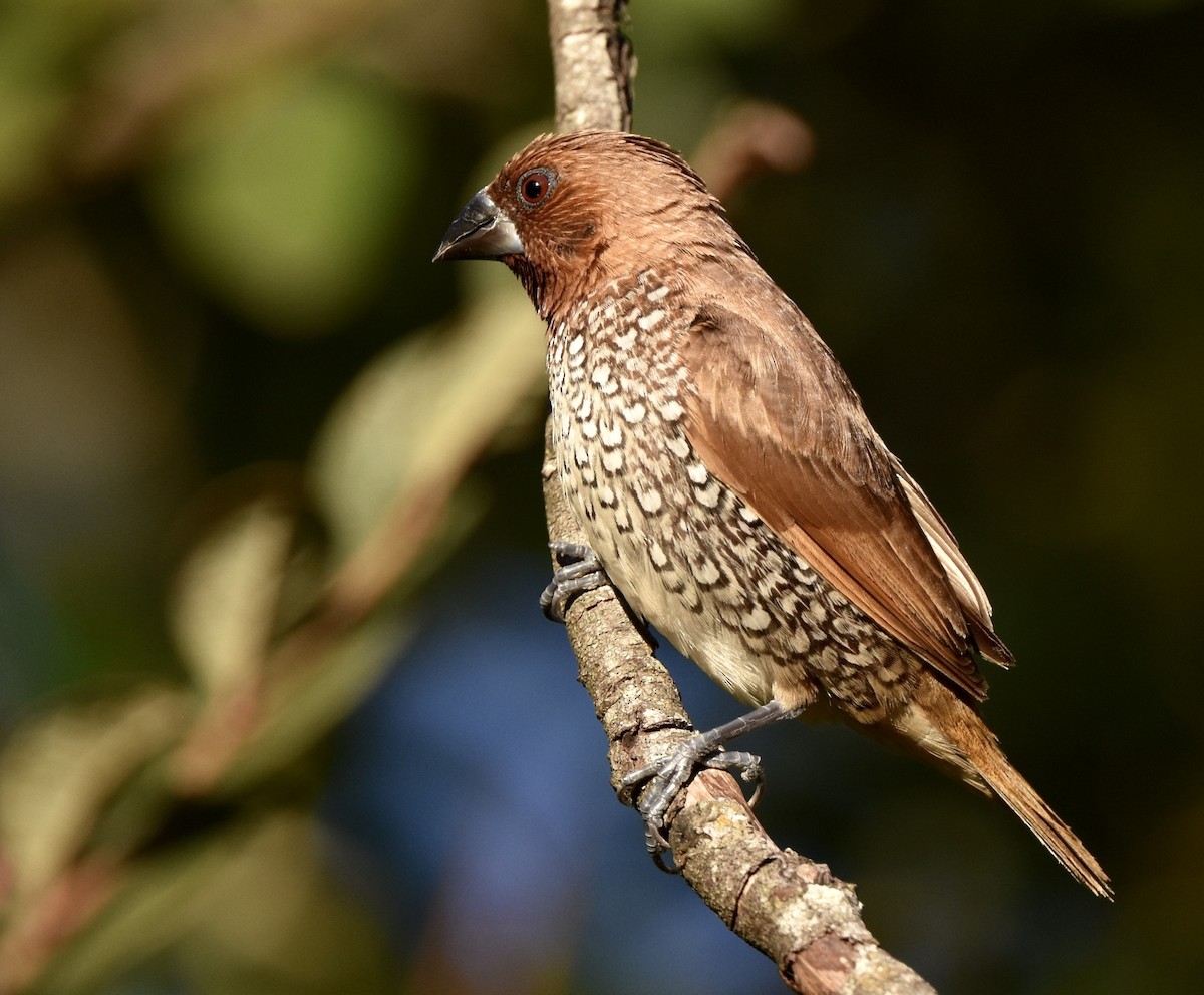 Scaly-breasted Munia - ML646992737