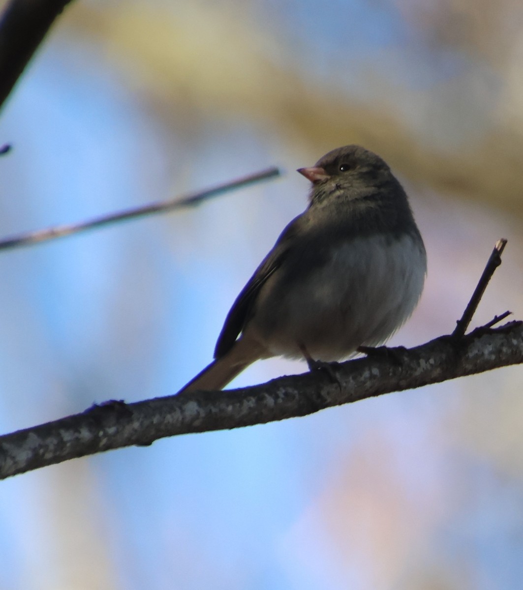 Dark-eyed Junco - ML646992739