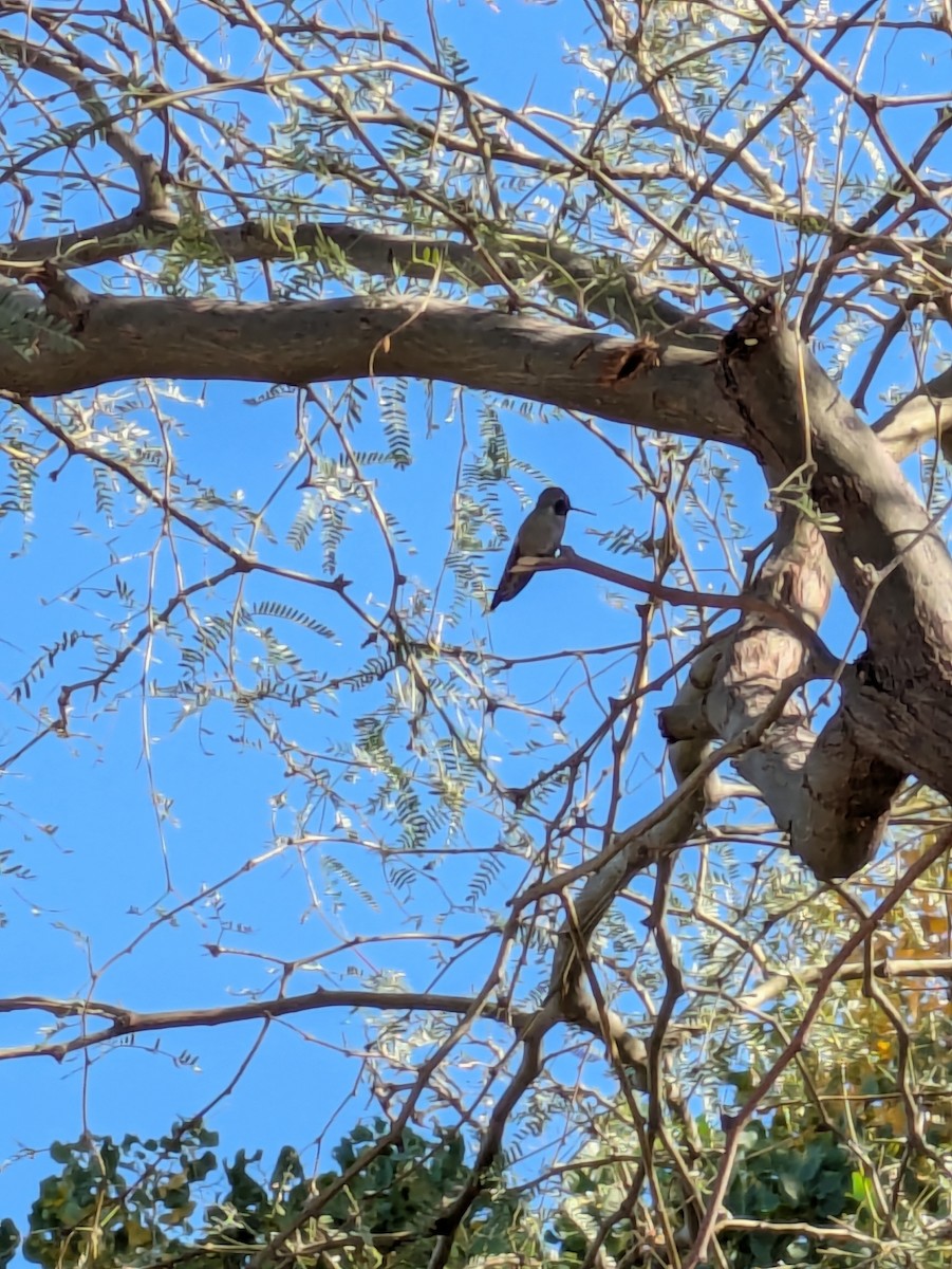 Anna's Hummingbird - ML646992740